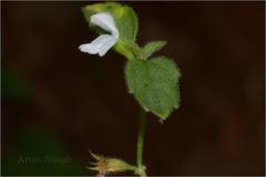 Leucas biflora